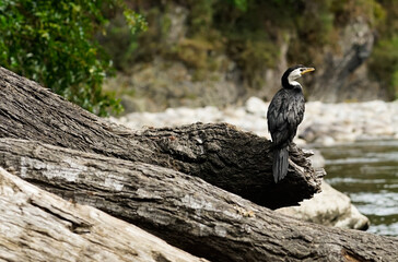 A Cormorant's Rest