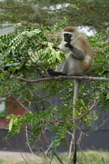 Kenya Safari, a monkey perched on a tree, eating leaves