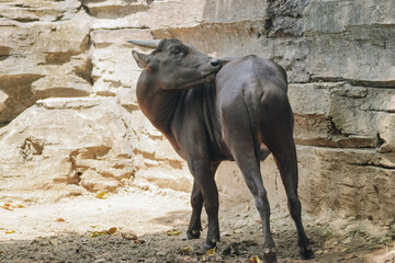 Lowland anoa or Bubalus depressicornis is an endemic species from Sulawesi, Indonesia.