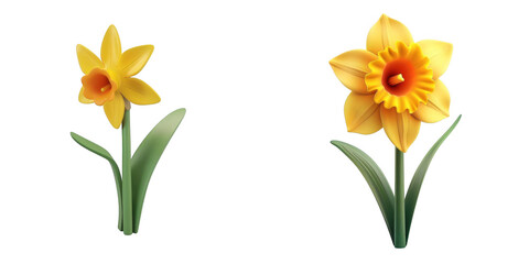 3d render blooming daffodil isolated on transparent background Cartoon Illustration in plastic style