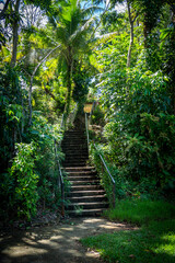Naklejka premium Stairs leading through lush greenery in a tropical forest setting