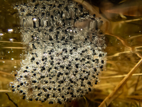 Close-up of frog spawn underwater in a shallow pond. The gelatinous mass contains black embryos, representing early stages of amphibian life and freshwater ecosystem cycles