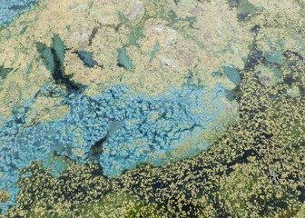 Cyanobacteria bloom on water surface indicating pollution and eutrophication, an environmental problem affecting aquatic ecosystems