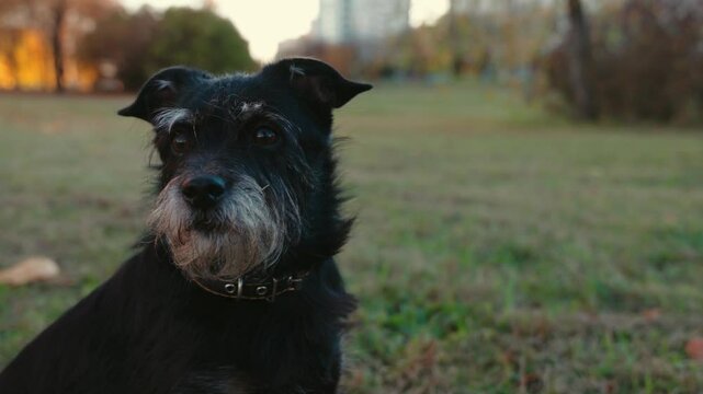 Pretty black dog friend sitting on the grass looking around. Black puppy dog enjoying nature. Domestic pet walking outdoors. Jagdterrier 