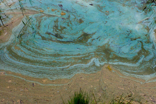 Cyanobacteria bloom on water surface indicating pollution and eutrophication, an environmental problem affecting aquatic ecosystems