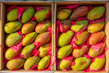 Raw mango fruits on street market in Egypt.