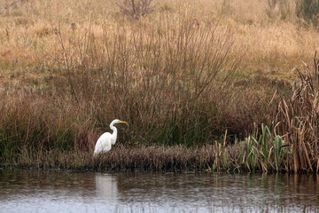 white heron hunting in a pond