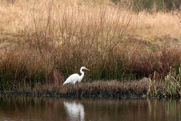 white heron hunting in a pond