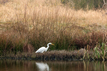 white heron hunting in a pond