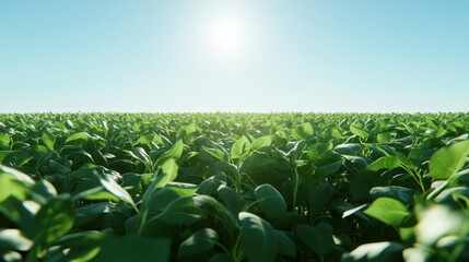 The Green Field Under Sun