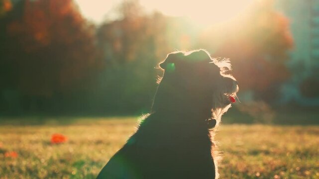 Black pretty dog sitting on the field in park, waiting for the owner. Portrait of Jagdterrier dog puppy outdoors on sunset looking around. Black dog enjoying sun rays 