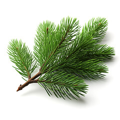 Pine branch. Green pine branch on a white background.