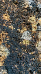 Detailed view of a weathered rock surface showcasing dark tones, natural textures, and organic formations.