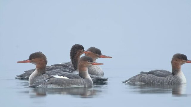 Red-breasted Mergansers, A Flock Gathered on Calm Water