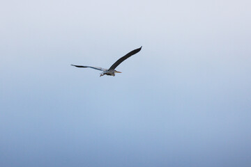 grey heron hunting in a pond