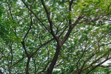 Obraz premium Low angle of the tree leave bushes pattern and trunk, nature background.