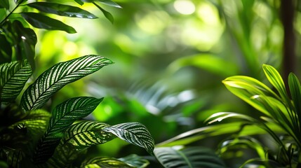 Obraz premium Close-up of green leaves with a sunlit background.