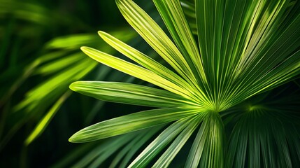 A close-up of a green palm leaf with a dark background.