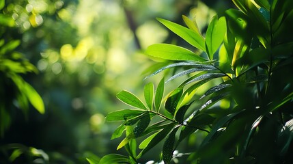 Obraz premium Green leaves in a sunny forest.