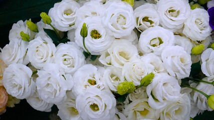 Roses in the flower shop