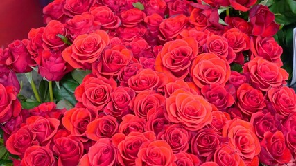 Obraz premium Roses in the flower shop