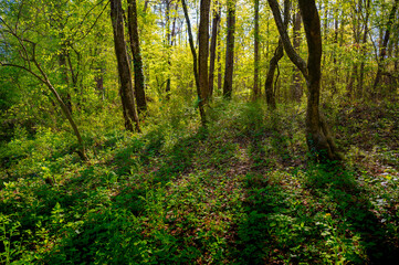 Fototapeta premium Sunlight shining through trees casts long shadows over the undergrowth in woods at Audubon Acres in Chattanooga, Tennessee