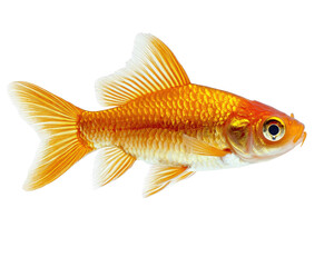 Obraz premium vibrant goldfish with flowing fins and bright scales swims gracefully against white background, showcasing its vivid colors and elegant form