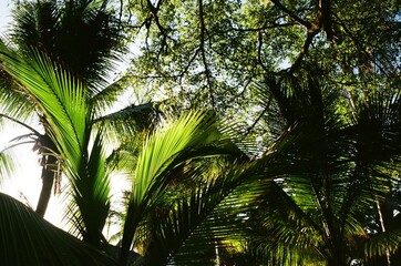 Fototapeta premium palm trees in the sun