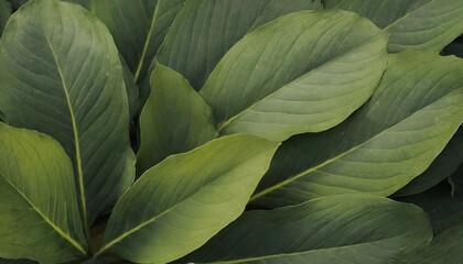 Fototapeta premium Green leaves texture background. Natural background and wallpaper