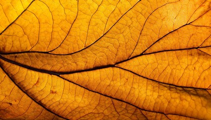 Obraz premium yellow leaf background. сlose up of leaf texture