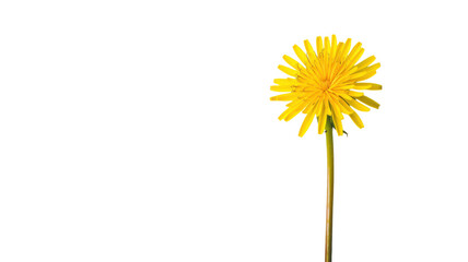 Vibrant Yellow Dandelion Flower Isolated on White Background for Creative Projects