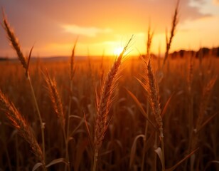 corn ia 