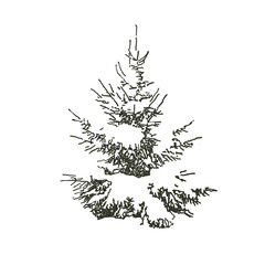 winter Christmas tree dark green sketch on white background card