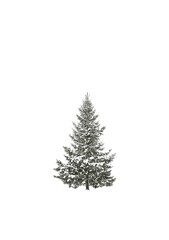 winter Christmas tree dark green sketch on white background card