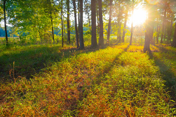 Obraz premium Sunset in the forest with light streaming between trees lighting up a clearing of tall grass, Chickamauga Battlefield, Fort Oglethorpe, Georgia