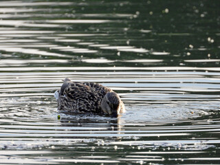 brown wild duck swimming in the pond