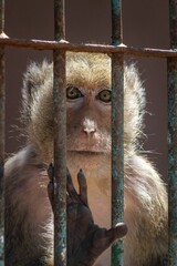 Monkey behind bars with a touching gaze.