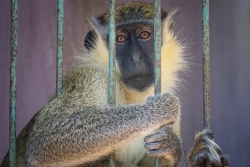 Vervet monkey behind bars in a zoo