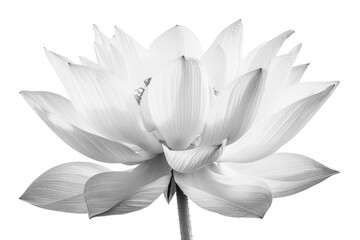 Lotus flower in black and white isolated on white background.