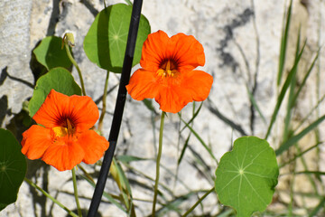 Fleur de grande Capucine (Tropaeolum majus), plante vivace devant un mur ancien