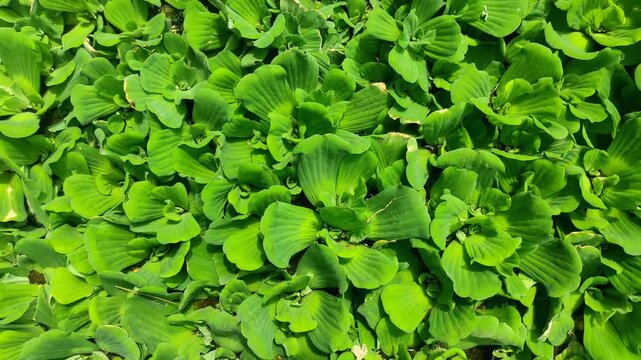 A lush display of vibrant green water lettuce (Pistia stratiotes) floating on the surface, showcasing its natural beauty and dense foliage in a tranquil aquatic setting.