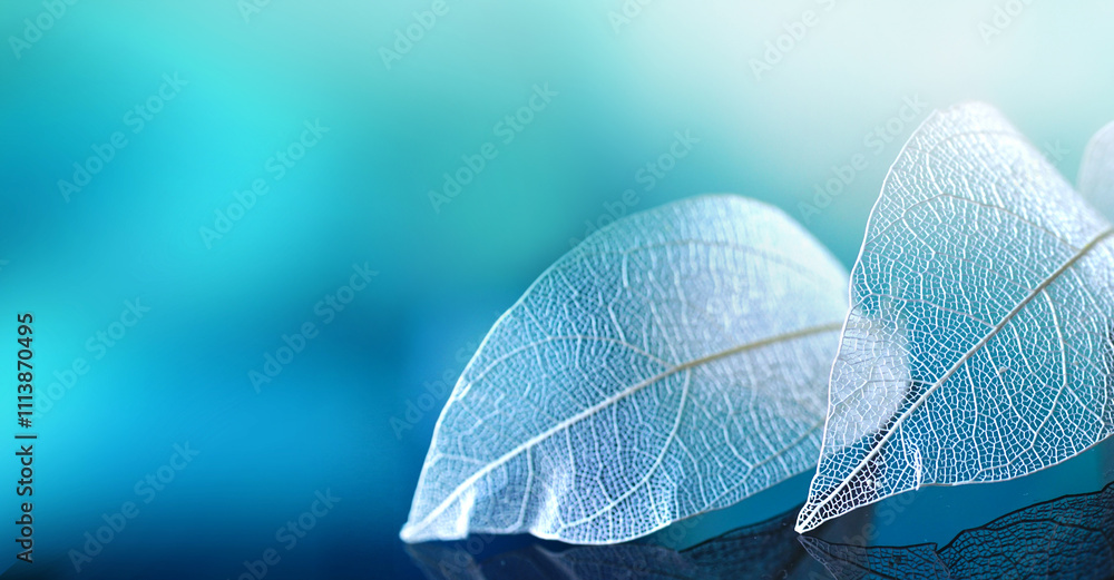 Poster White transparent leafs on mirror surface with reflection on blue background macro. Abstract artistic image template border natural dreamy image.