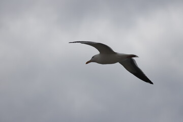 seagull in flight, Larus occidentalis
アメリカオオセグロカモメ

