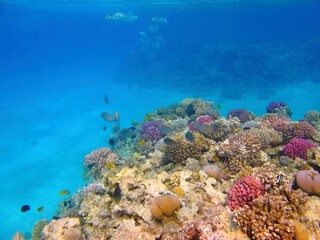 Colorful reef and blue tropical ocean, swimming fish. Seascape with corals, sand and fish. Underwater photo from snorkeling in the shallow sea. Healthy marine life.