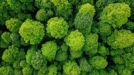 Exploring the lush forest canopy under a bright sky with rising humidity nature landscape photography from an aerial view