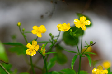 Yellow flower of the Alpinia in the meadow