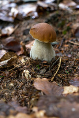 Big broun cep mushroom in the forest