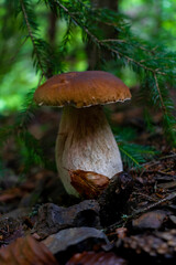 Big broun cep mushroom in the forest