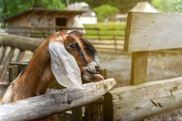 A portrait of a goat with long ears