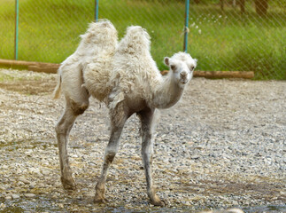 A portrait of white camel